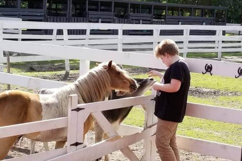 Playing with the ponies